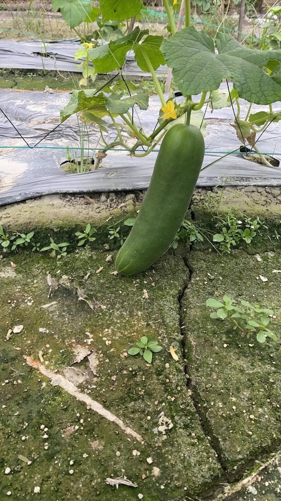 介紹圖片