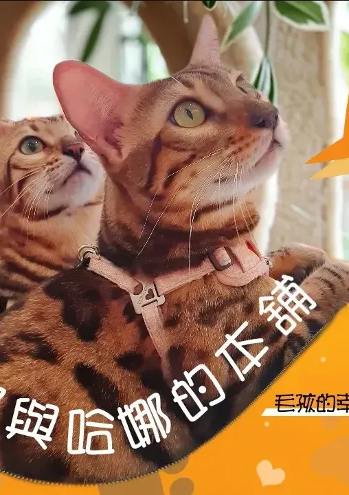 魯娜與哈娜本舖 HOHOMY 商城首頁截圖