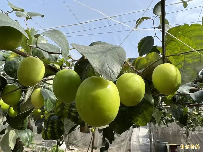 7斤蜜棗禮盒